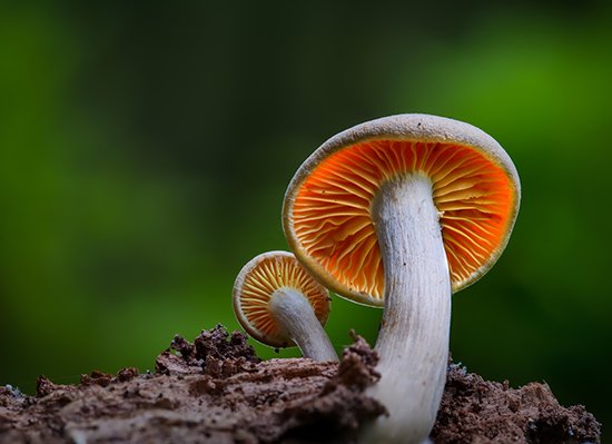 Ganoderma: The Miracle Mushroom for Health and Wellness