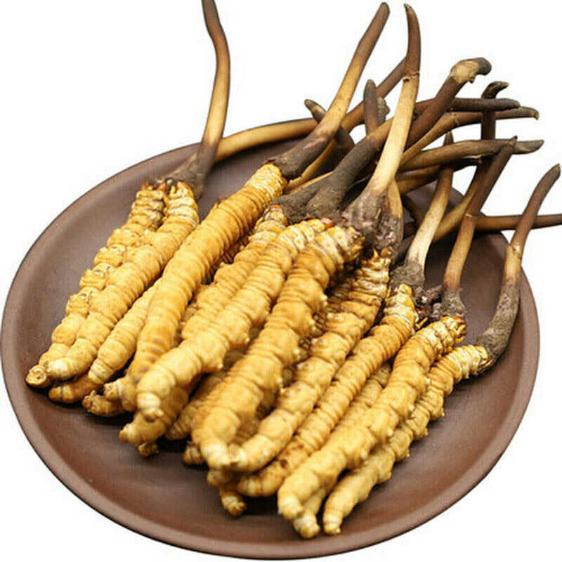 Himalayan Super Mushroom Powering Natural Vitality:Cordyceps