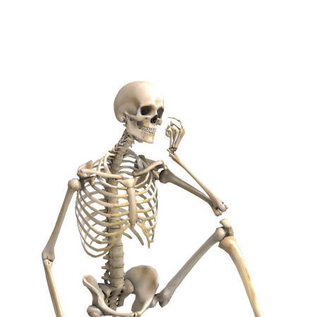 The Skeletal System: Your Body's Central Framework